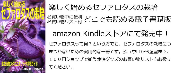 楽しく始めるセファロタスの栽培