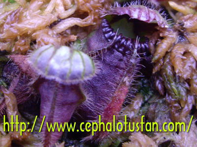 Cephalotus Minor form