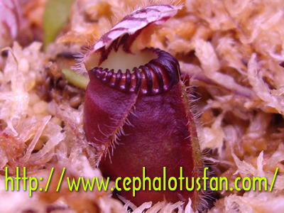 Cephalotus Big Boy