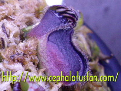 Cephalotus "Bottle type（Black）"