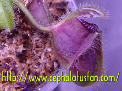 Cephalotus "Bottle type（Red）"