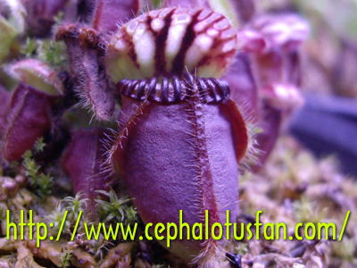 Cephalotus 'Coalmine Beach'