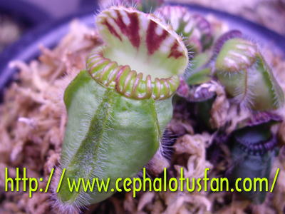 Cephalotus 'Eden Black'