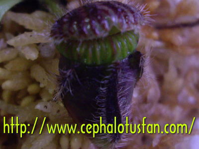 Cephalotus 'Eden Black'