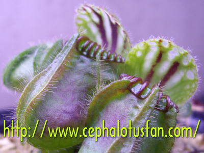 Cephalotus German Giant