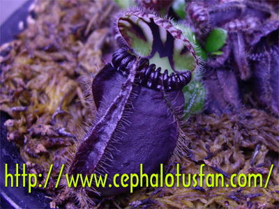 Cephalotus Giant（Black）