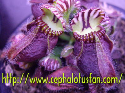 Cephalotus 'Hummers Giant'