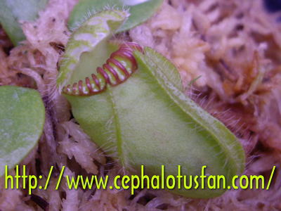 Cephalotus "BE-3563"