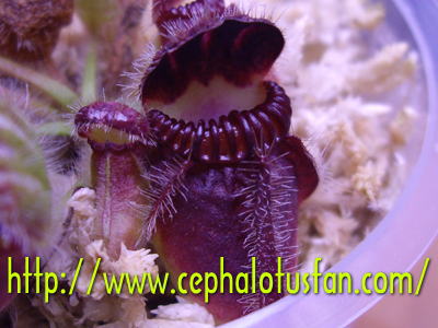 Cephalotus Takii;