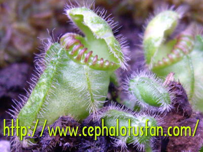 Cephalotus Typical